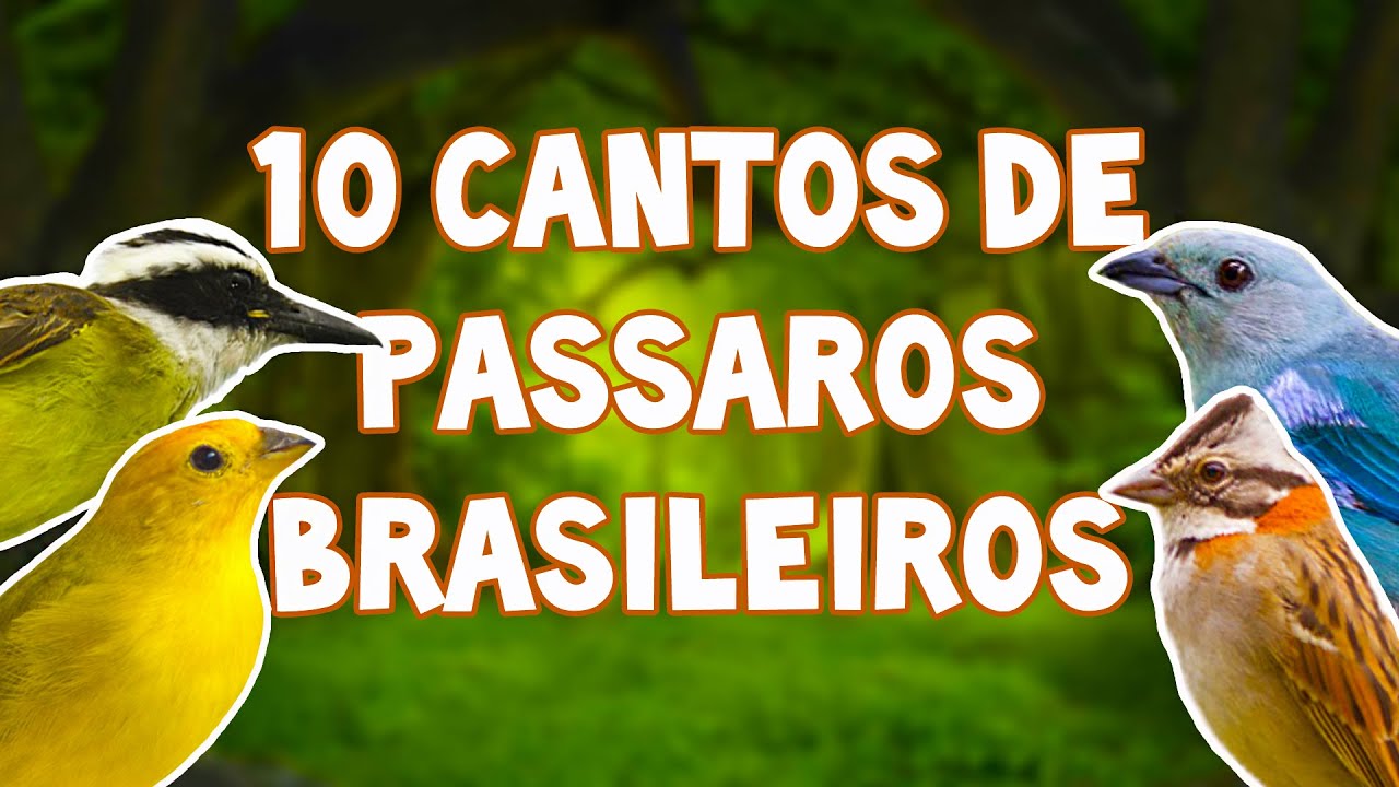 10 CANTOS DE P&Aacute;SSAROS BRASILEIROS NA NATUREZA