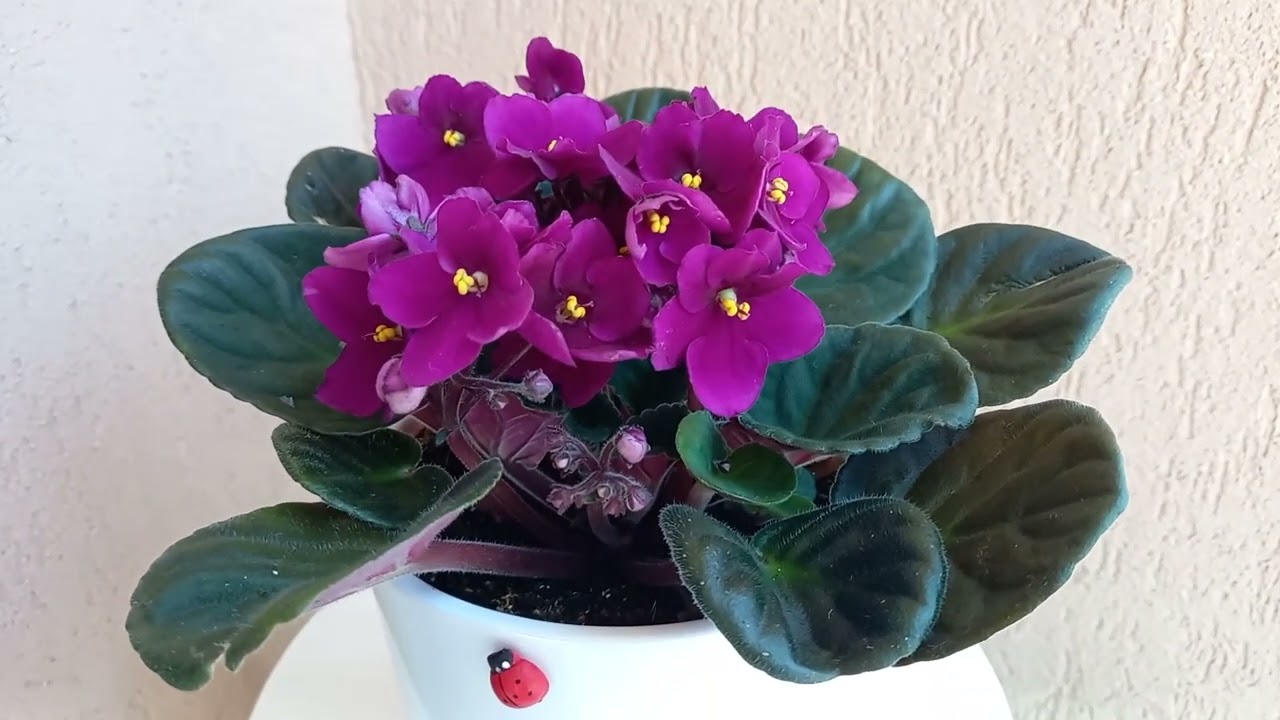 Violeta de Parma: ingrijirea și înmulțirea lor!