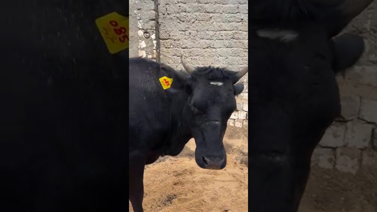 الجزء الثاني من العرض التاجر الفصيح حمادة الهيتي وحياة اهل الريف 