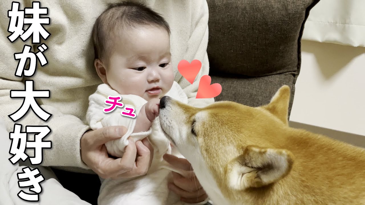 赤ちゃんが可愛くて堪らない柴犬の行動が優し過ぎました・・