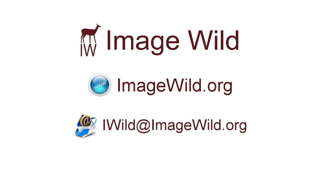 Image Wild Introduction