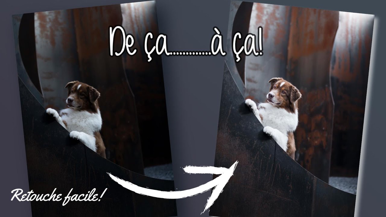 Astuce pour de meilleures photos de chien : la retouche facile (LR - PS)