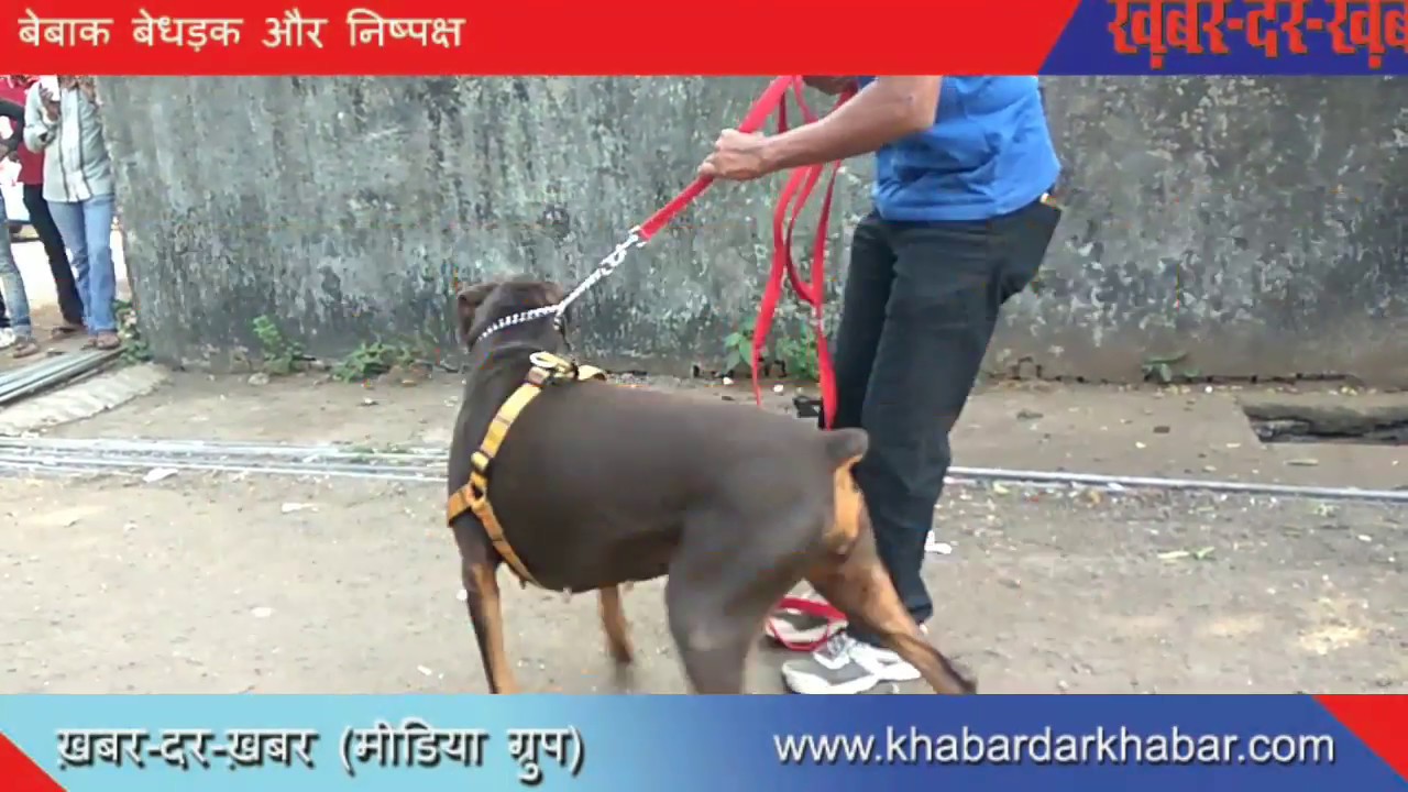 भिवंडी हत्याकांड में इस्तेमाल हथियार को खोजी कुत्ते ने खोजा....
