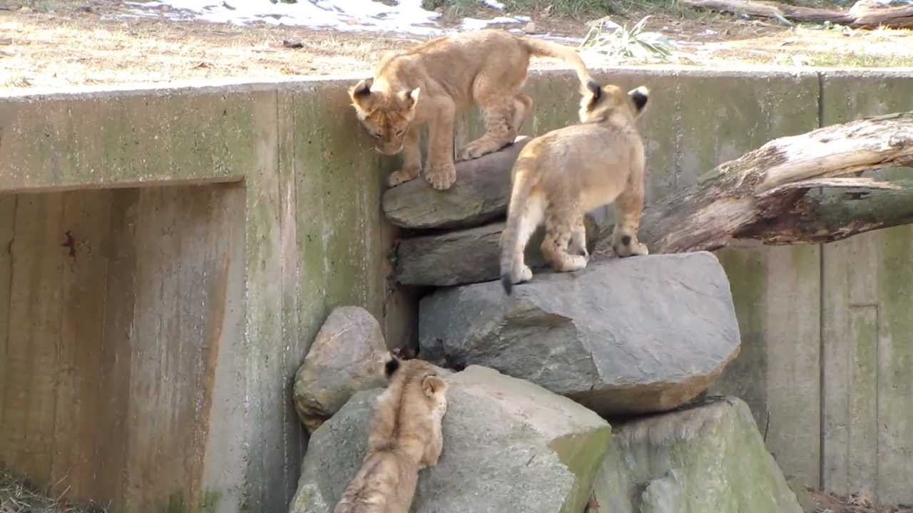 Lion Cubs Playing - At the National Zoo