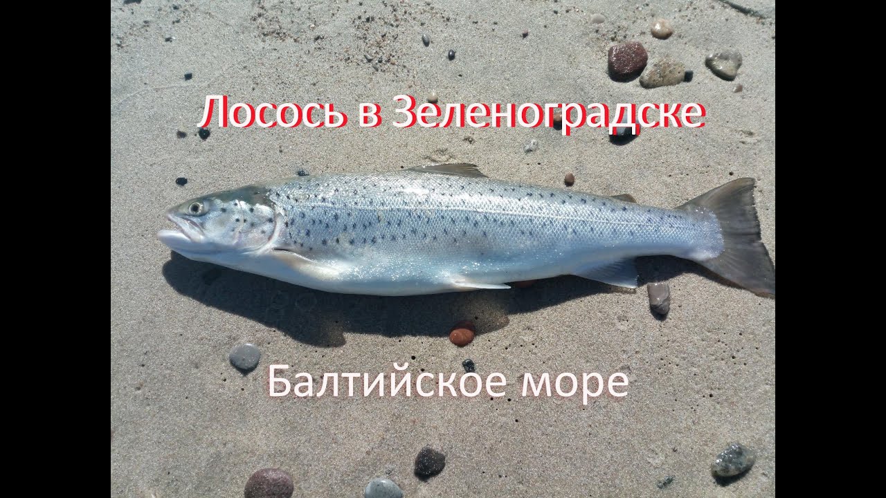 Зеленоградск, Балтийское море, лосось, кумжа