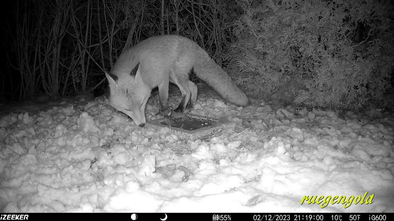 Besucher im Garten - Wildkamera iZEEKER iG600 / Hunting & Trail Camera