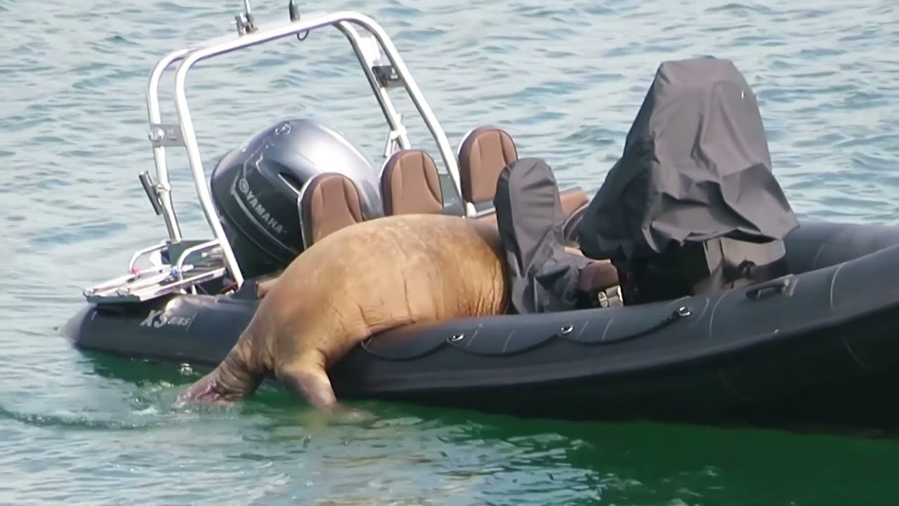 Wandering walrus climbs into boat in Ireland