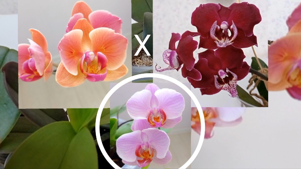 Орхидея из СЕМЯН ЗАЦВЕЛА! 🌺🌺🌺