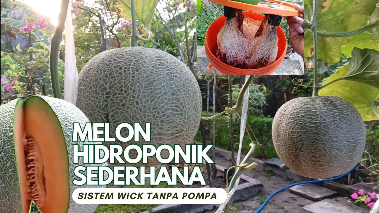 Melon Hidroponik Sederhana Ember Bekas Sistem Wick Tanpa Pompa