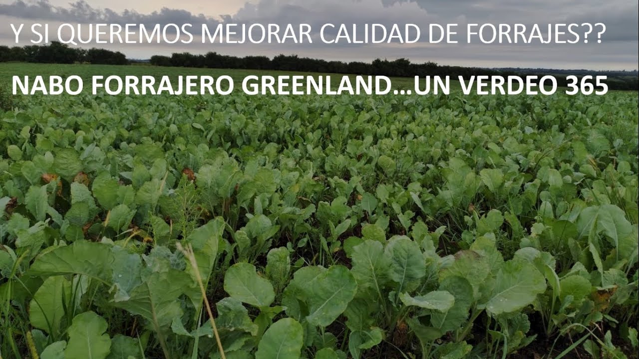 Nabo Forrajero GREENLAND en años Niña