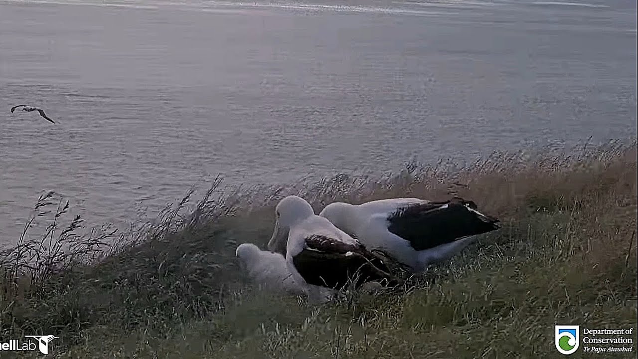 Royal Albatross - Visitors landed to interact briefly with little Plateau chick 🐥 👑 