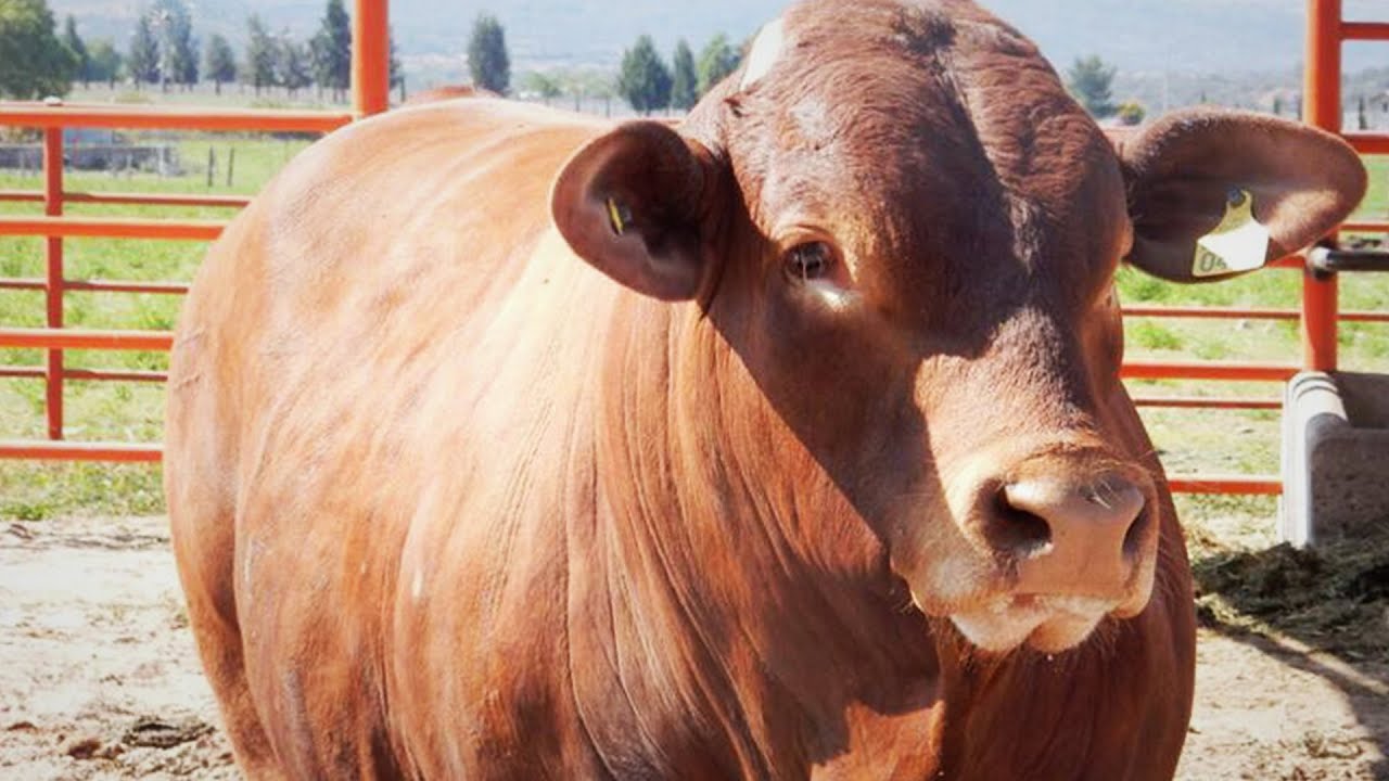 475. Canales Beefmaster, Rancho Los Papalotes