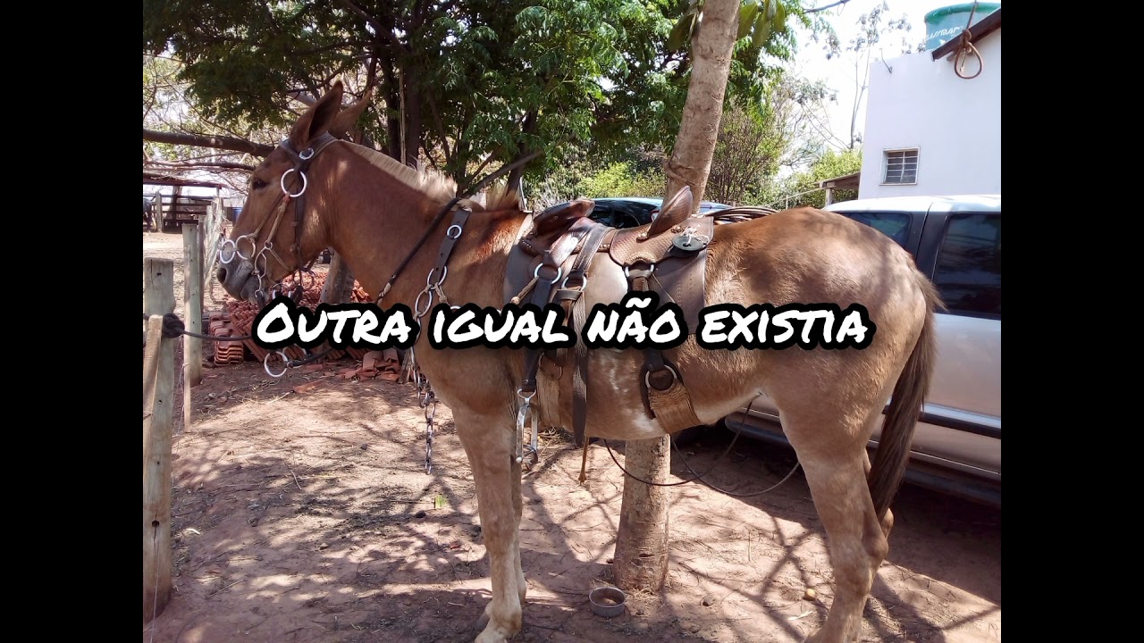 T&ocirc;nico e Tinoco besta ruana