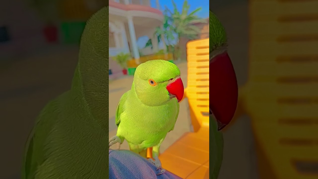 best talking parrot shorts #parrot #parrot #talkingparot #funnyanimal #funny #funnybird