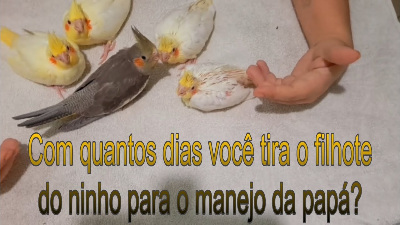 com quantos dias posso separar os filhotes de calopicitas do ninho para  começar dá papá 
