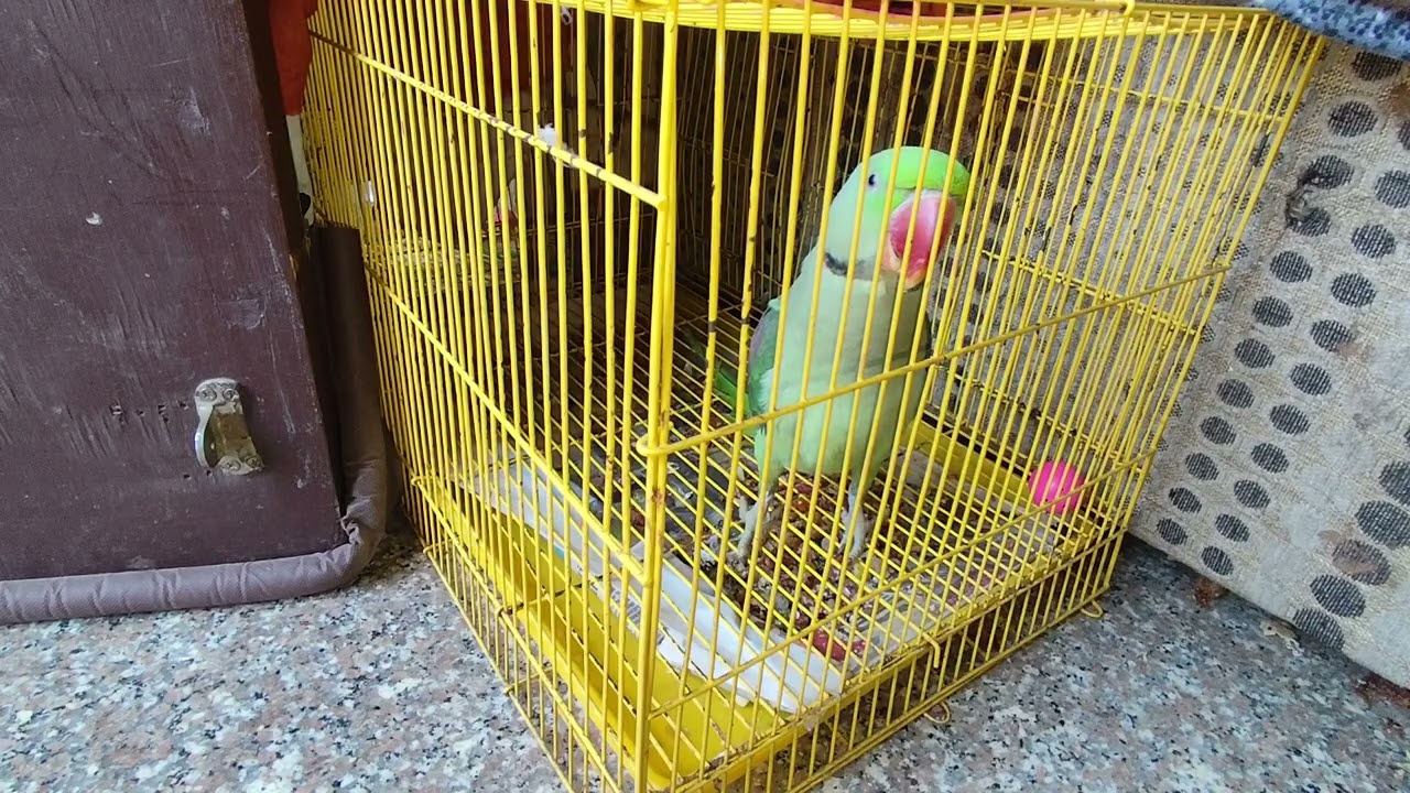 Alexander parrot bat karta he