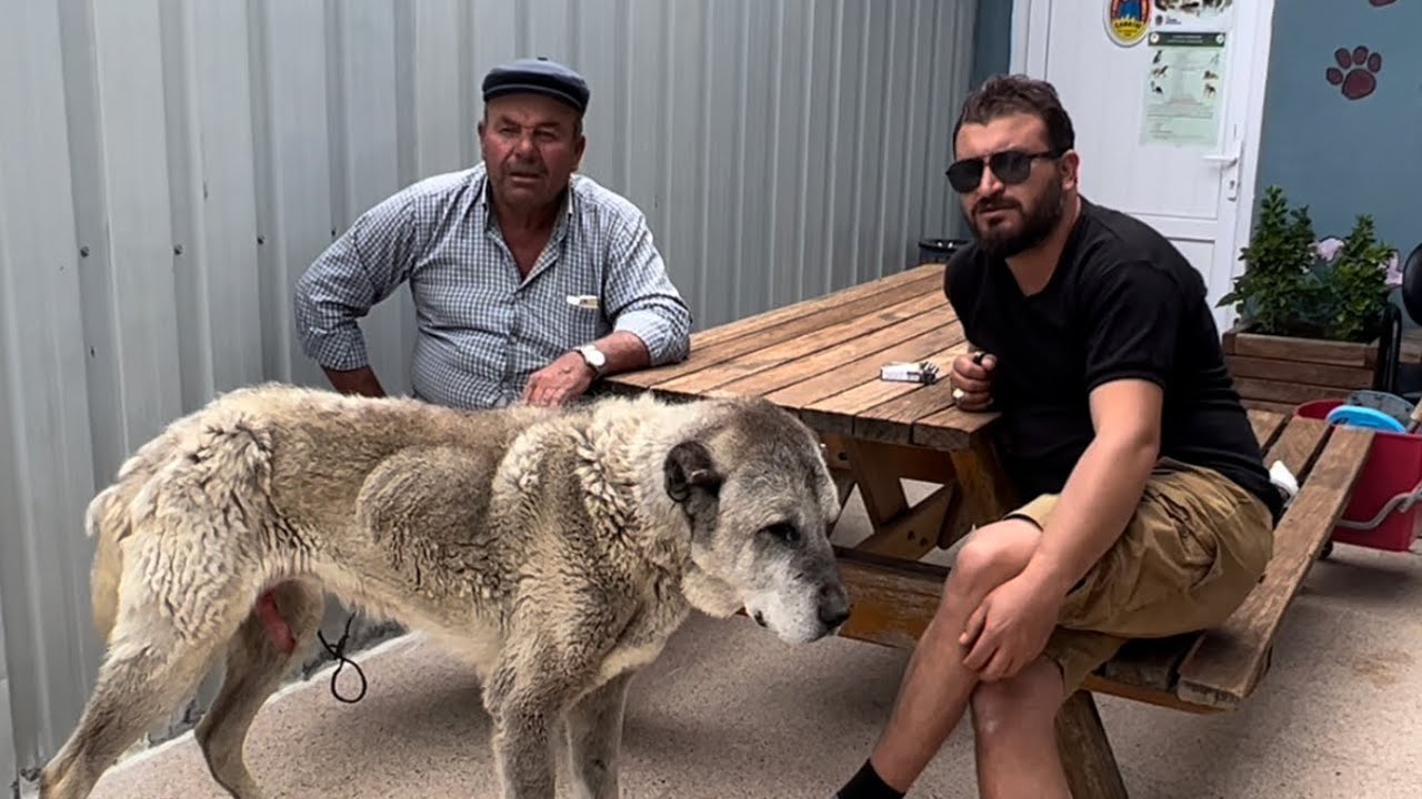 HASTA,TERK EDİLMİŞ KANGAL KÖPEĞİNE SAHİP ÇIKTIK!!