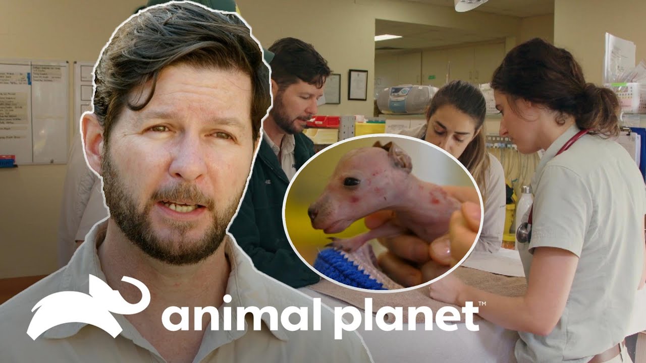 ¡Conmovedor rescate! Salvan a este bebé ualabí de morir abandonado | Los Irwin | Animal Planet