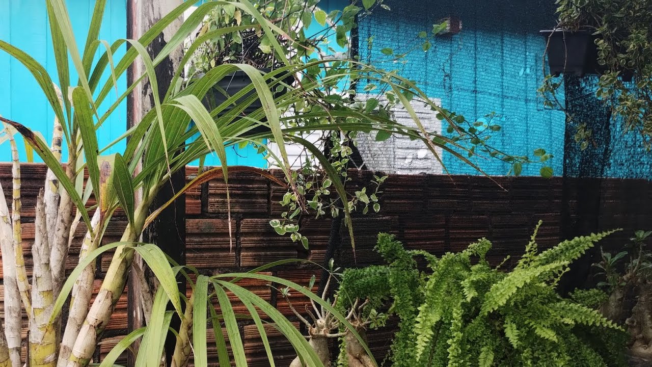 ORQUÍDEA CYRTOPODIUM COMO CUIDAR QUE MÊS FLORESCE.