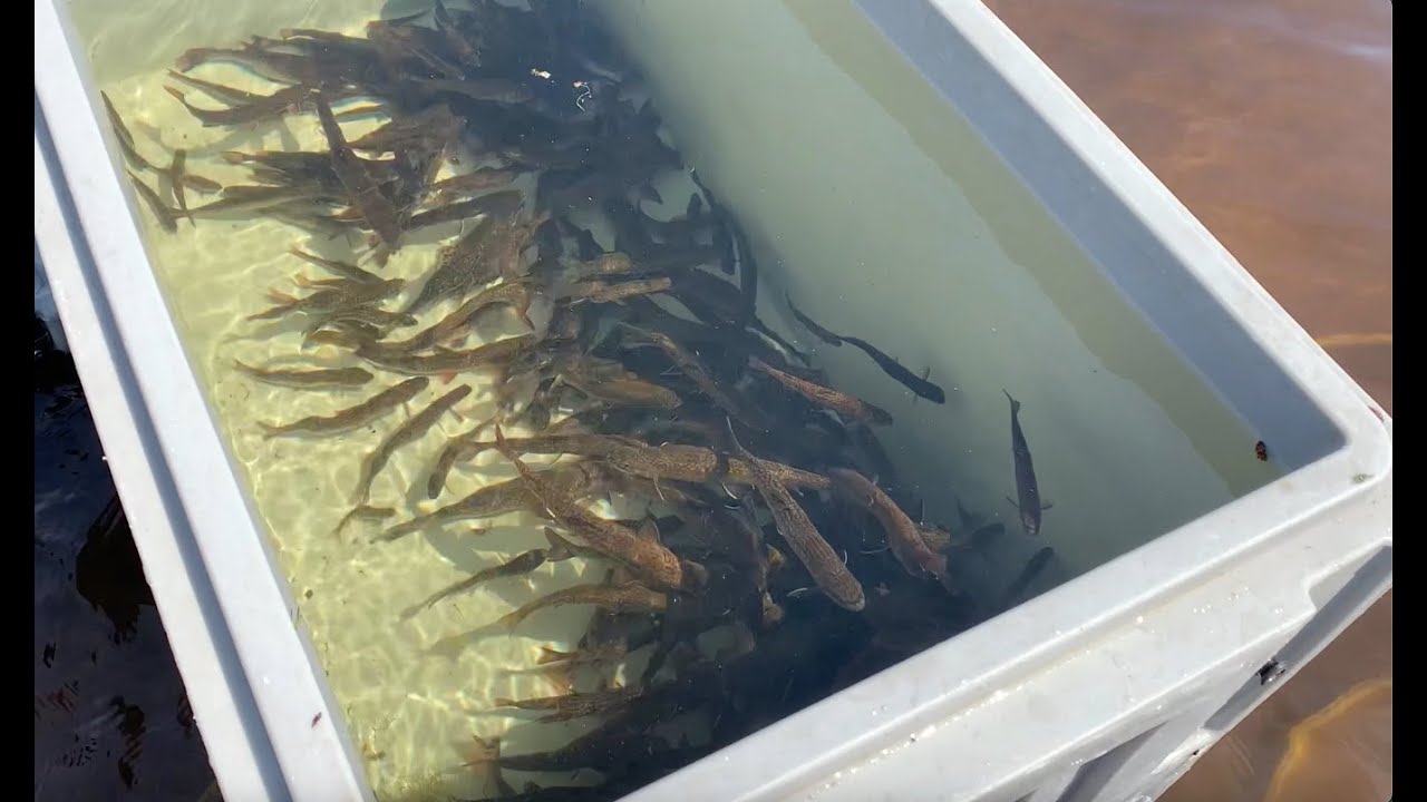 Relocalisation d'ombles de fontaine dans la ZEC Matimek - Brook Trout relocation in the ZEC Matimek