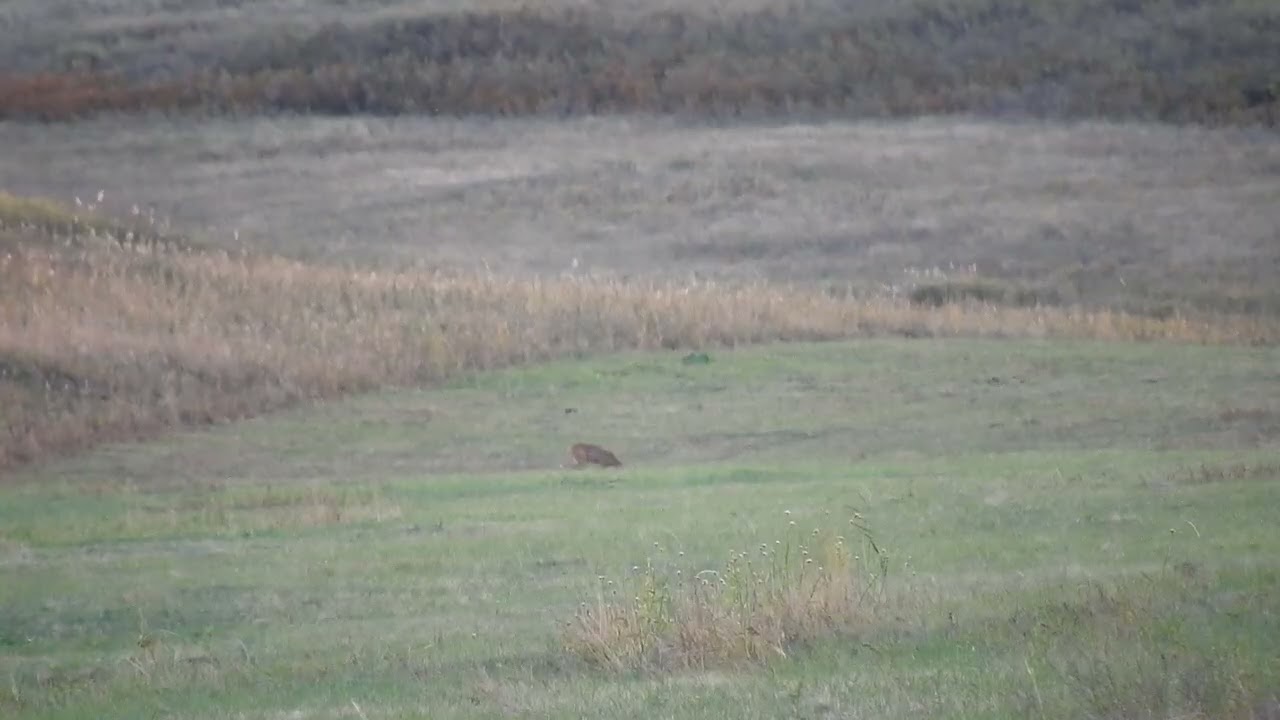 6.5 creedmoor, Federal 140g., HPBT 805m.