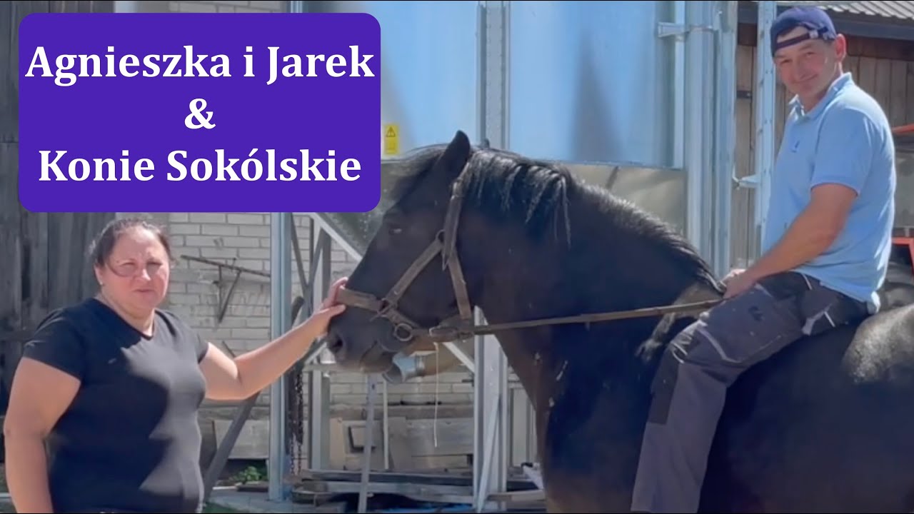 Konie Sokólskie u Agnieszki i Jarka z Bronowa