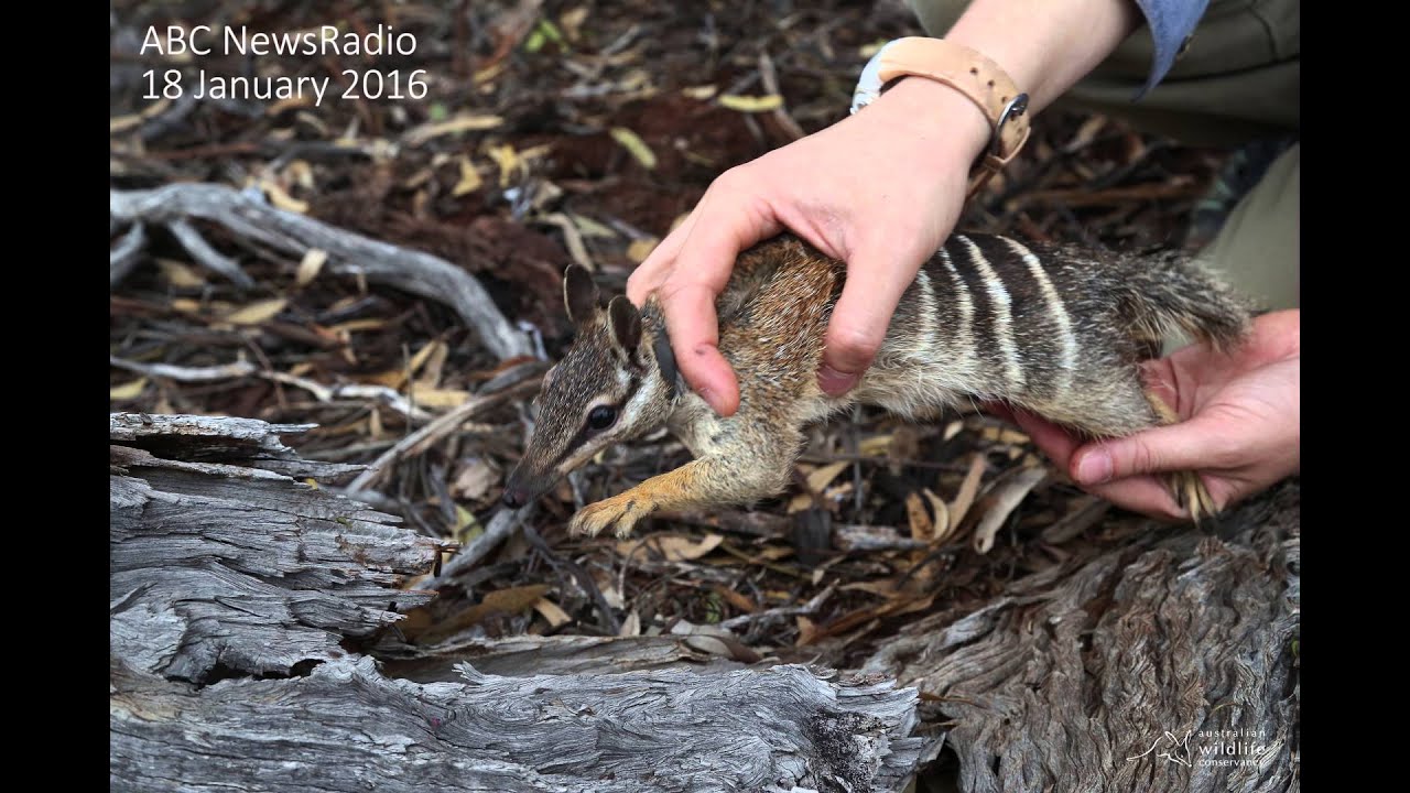 ABC NewsRadio interviews AWC on the translocation of endangered Numbats to Mt Gibson
