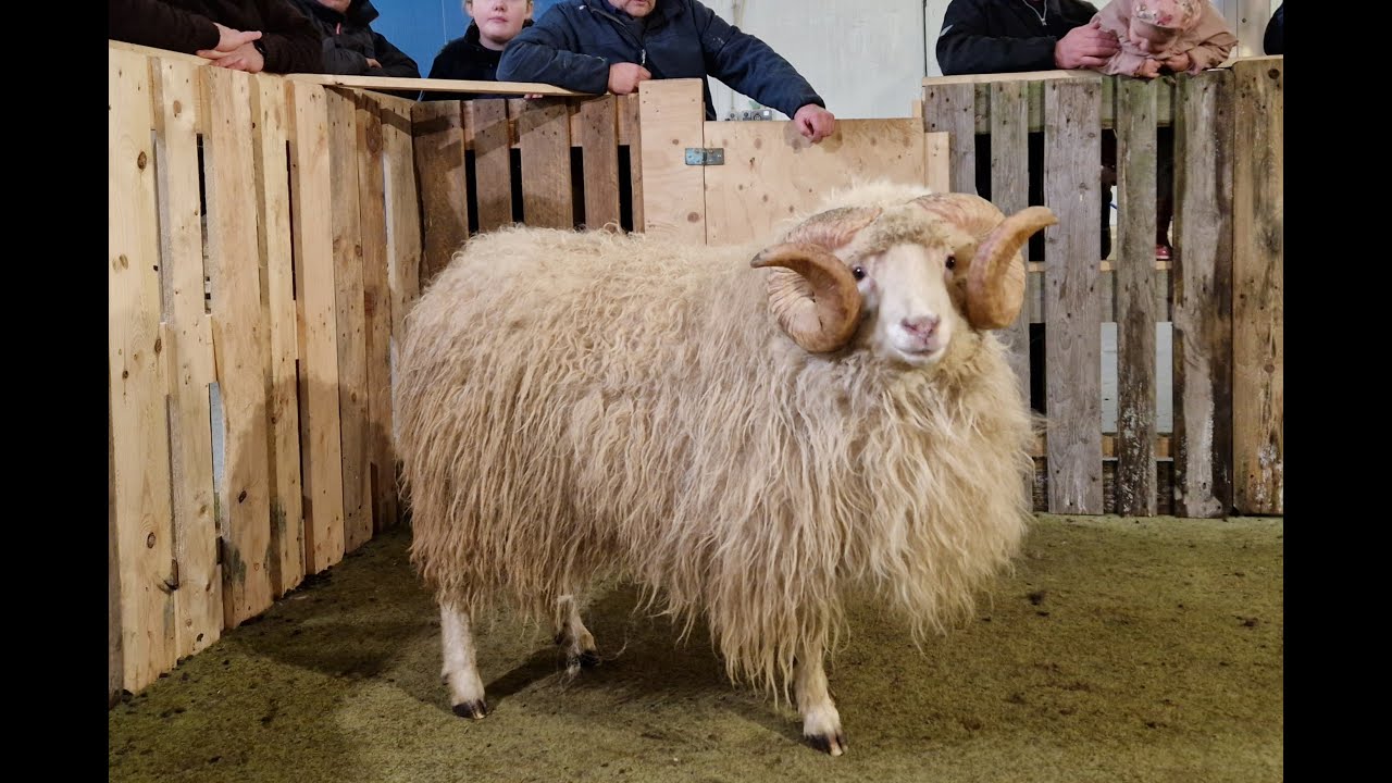 SEYÐUR NR. 47 Í LSS 2025