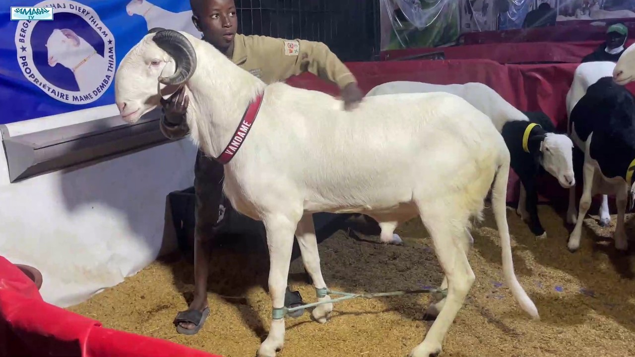 FOIRE UNES BERGERIE ELHADJI DIERY THIAM