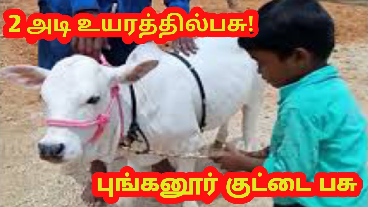 punganur kuttai madu@NAMMAOORUVELLORE