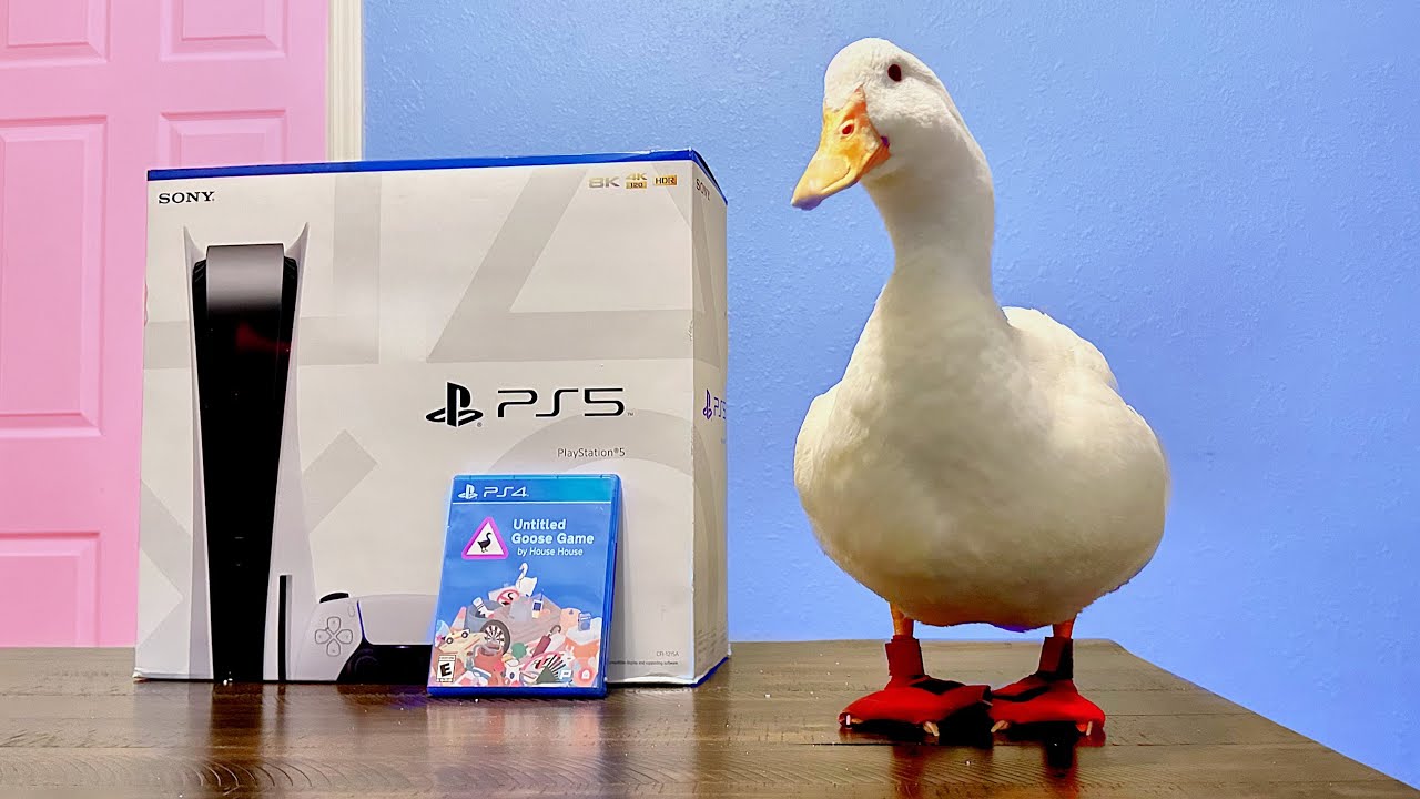 I bought my duck a PlayStation 5  🎮🦆