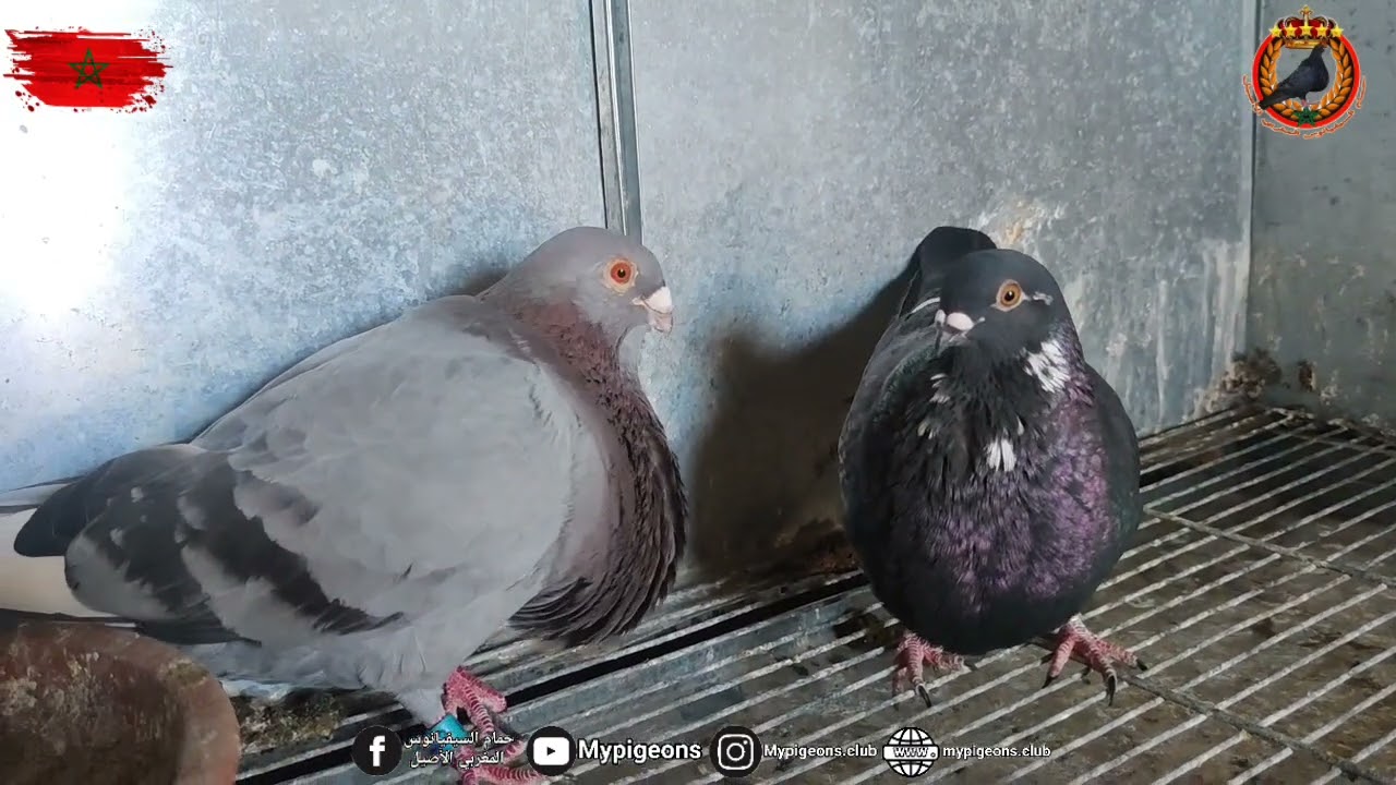 توليعة سماوية جميلة عند الاخ عبد العالي ، مدينة خريبݣة ، مربي حمام السيفيانوس المغربي الأصيل 🇲🇦