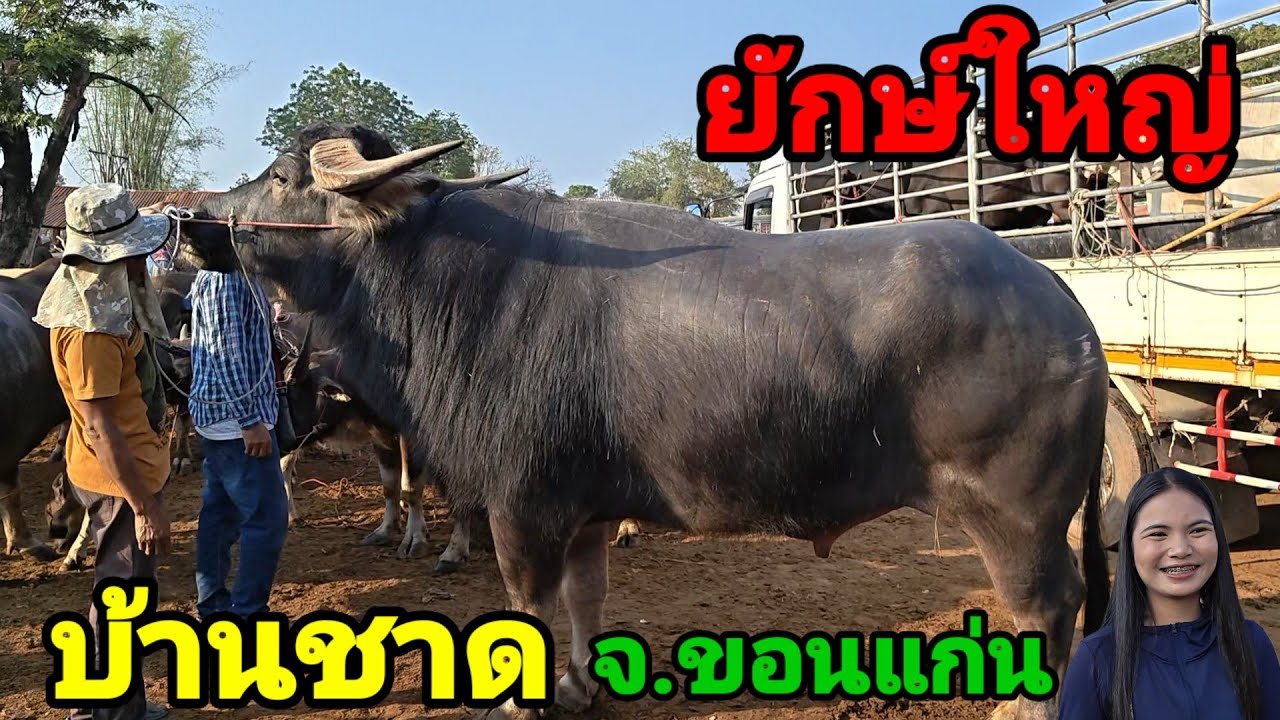 ตลาดบ้านชาด เมืองพล ขอนแก่น สุดคึกคัก!!
