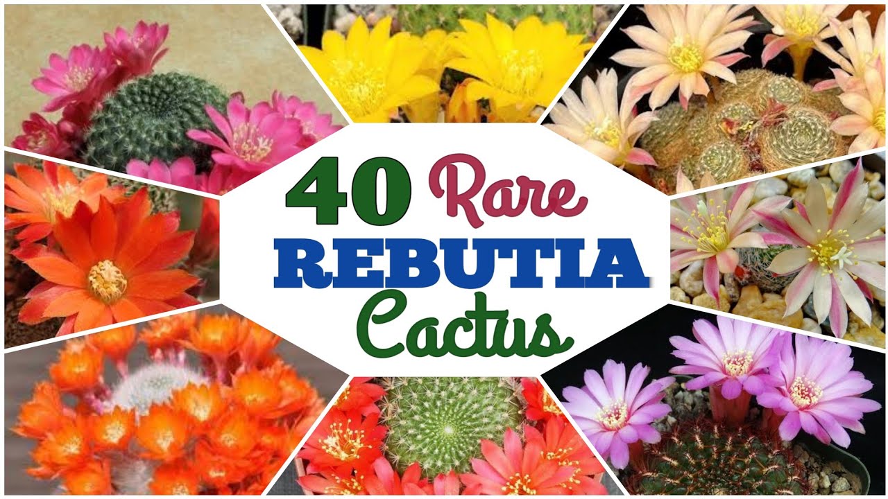 40 Stunning Rebutia Cactus | Cactus Species
