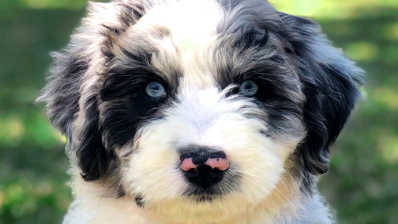 Aussiedoodle — полное руководство по 10 плюсам и минусам