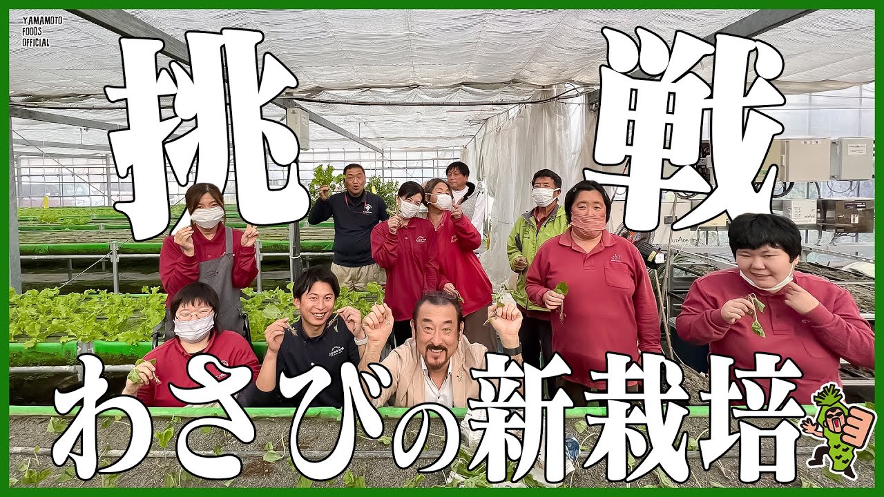 挑戦！新栽培でわさびを育てるプロジェクト始動！！【わさびチャンネル340】