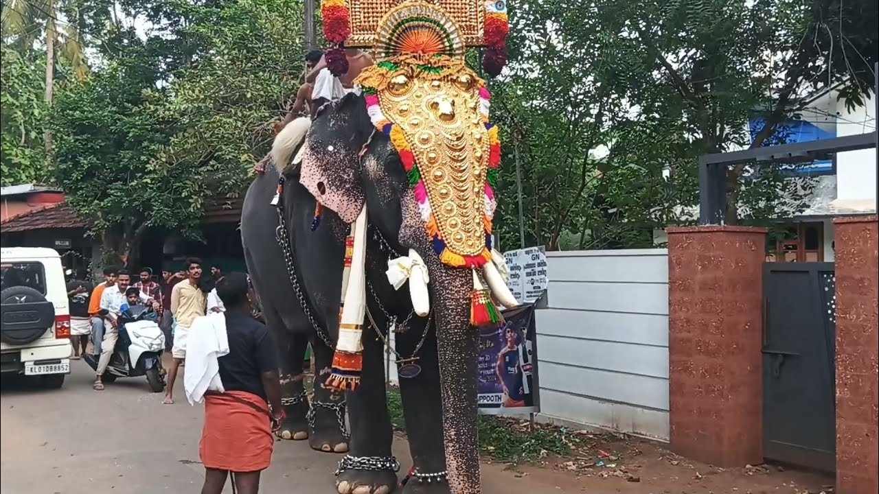 കരുവന്തല ഗണപതി അവസാനമായി കളരിക്കൽ പൂരത്തിന് കണ്ടപ്പോൾ 😓KARUVANTHALA GANAPATHI ELEPHANT
