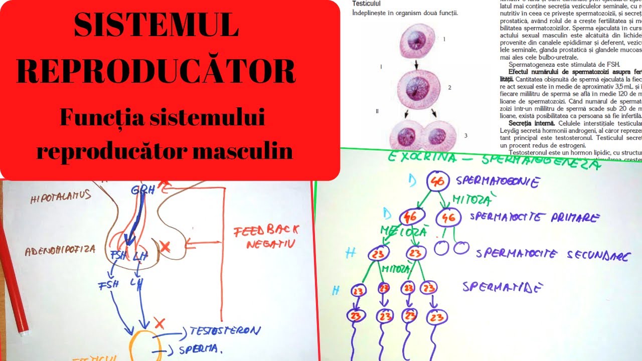 ADMITERE MEDICINA: SISTEMUL REPRODUCATOR 5: Functia sistemului reproducator masculin