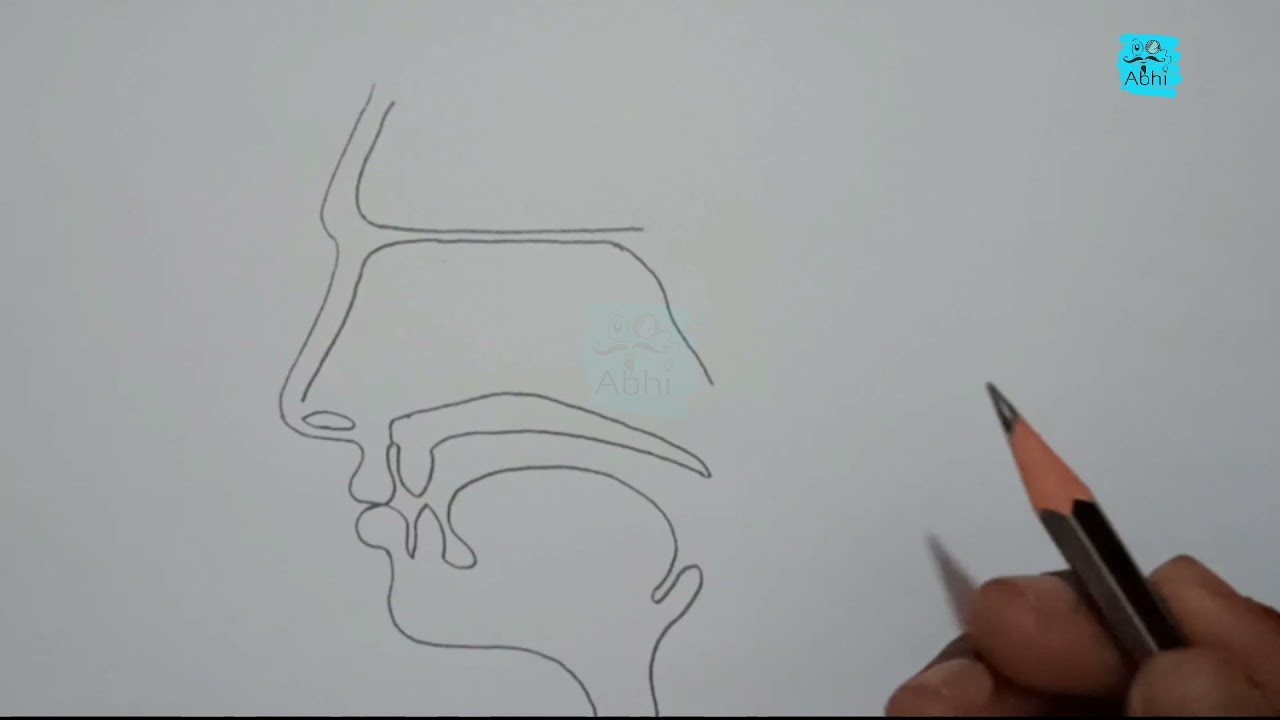 HOW TO DRAW NOSE INTERNAL STRUCTURE ||Nose internal parts #schoolproject #bodyparts