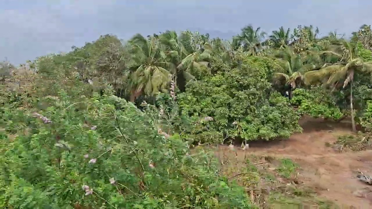 Train passing through thick jungles in between Coimbatore and Pallakad junction