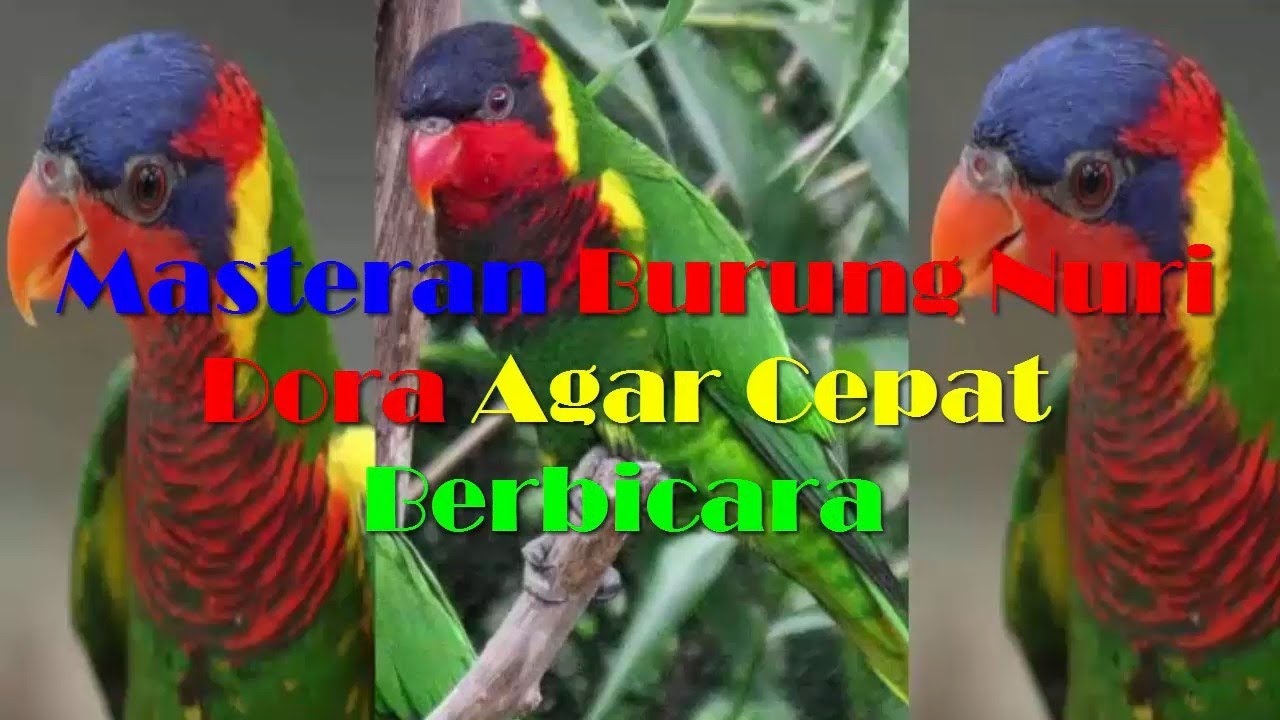 Masteran Burung Nuri Dora Agar Cepat Ngomong_Berbicara