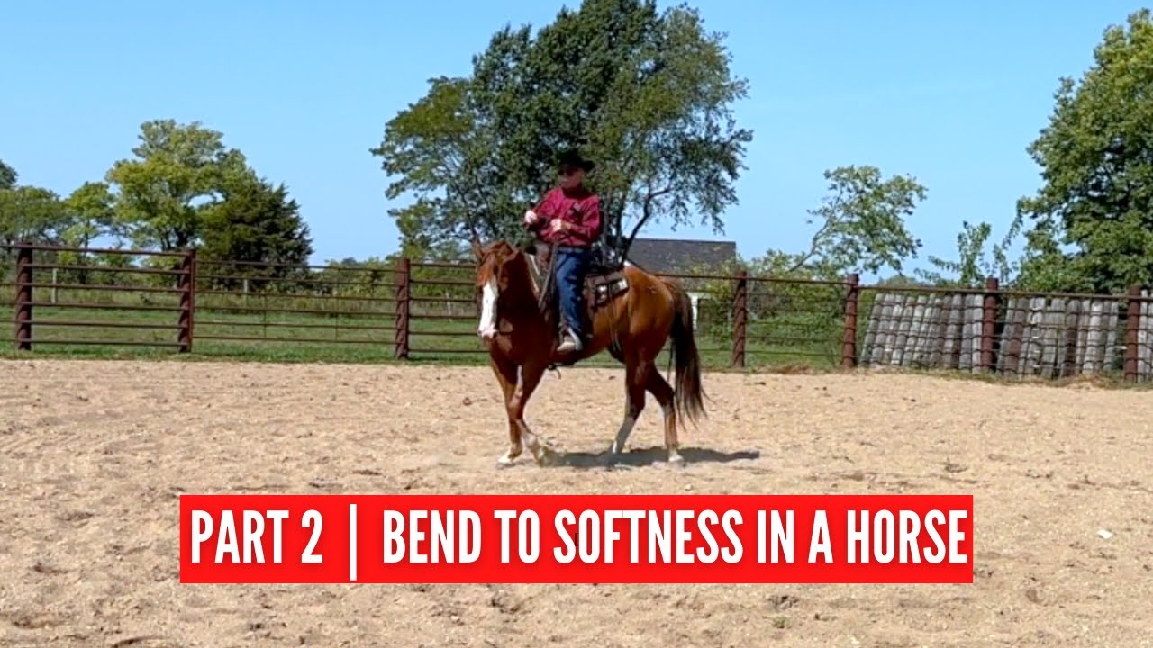 D/C  PART 2  | From Bend Into Softness In a Horse