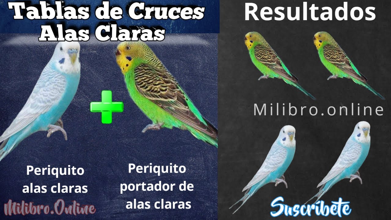Trabajar Los Alas Claras 🦜 Fácilmente