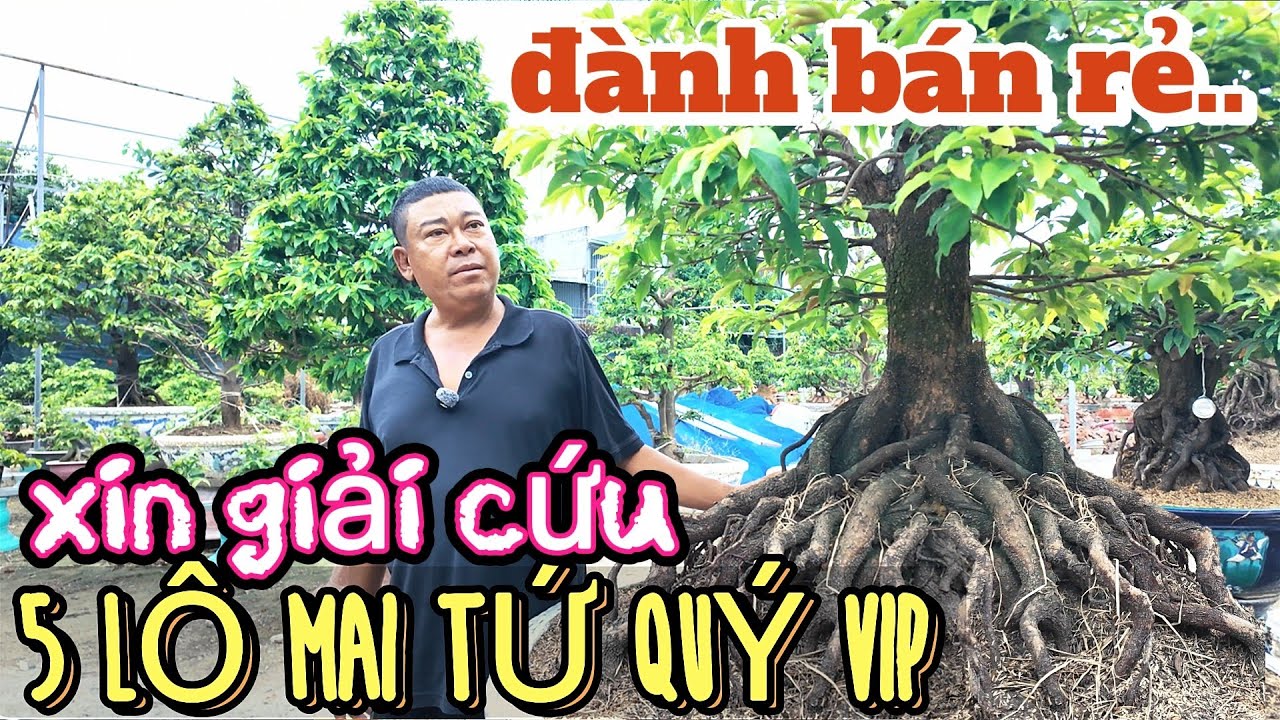 Khủng hoảng kinh tế: cơ hội mua mai khủng Giá Rẻ Phương Bình xin giải cứu 5 lô tứ quý ghép SBSG SBBL