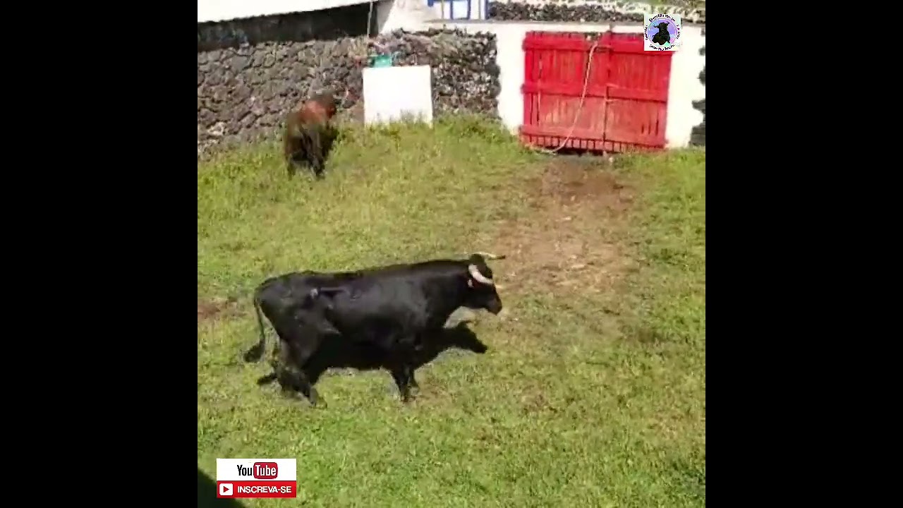 Toiros no mato Rego Botelho , em 2024 From Terceira Açores