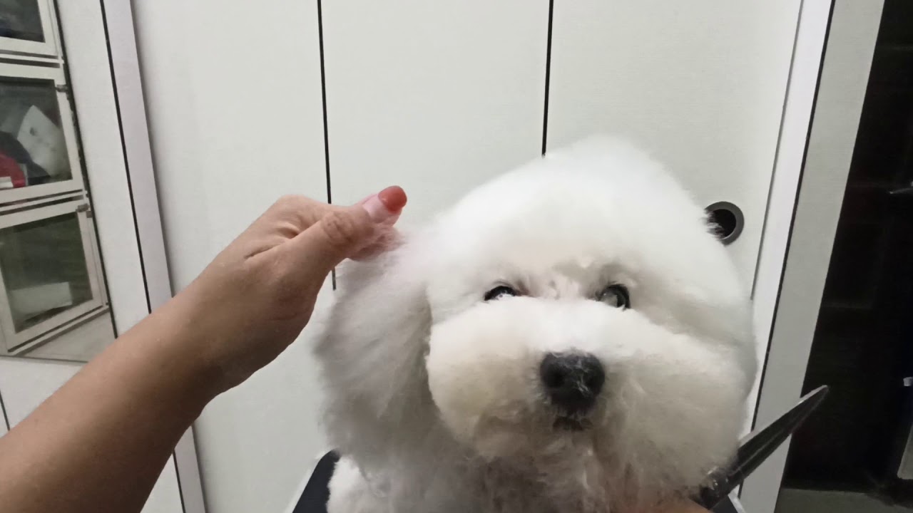 我在寵物店的日子-寵物美容教室-高耳位+一半甜甜圈嘴巴.基本款造型之一