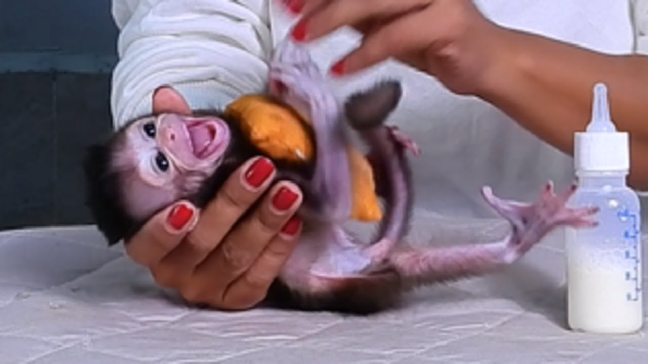 Omg! Why Krabi small baby monke so angry