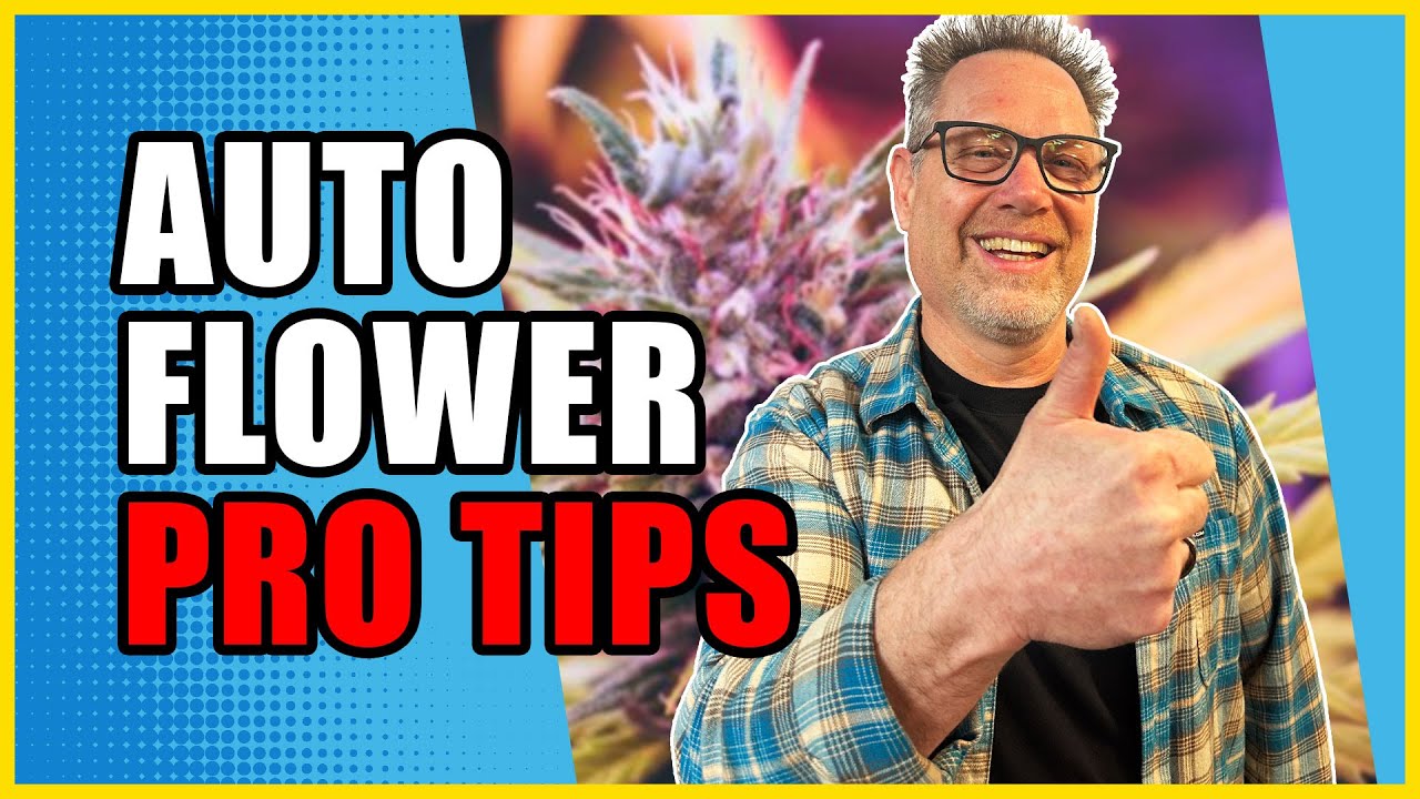 Top Cannabis Growers Know These 3 Things About Autoflowers