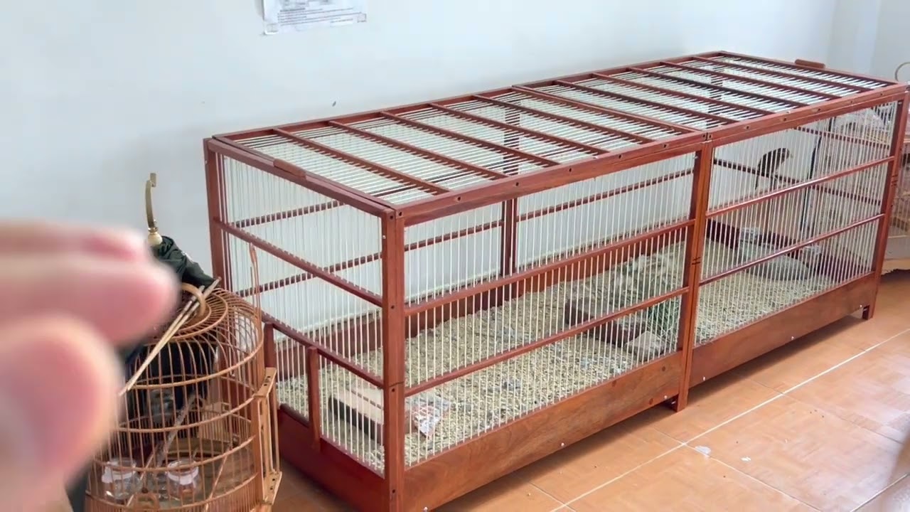 Tập lực cho Họa Mi Giảm căng thẳng tâm lý ...Lấy lại phong độ ( Cám Chim Đất Việt - 0908070555 )