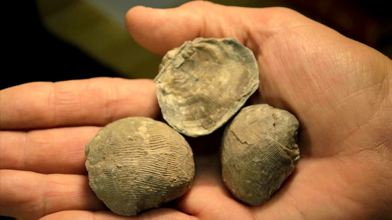 Sandia Mountain Natural History Center Station #1